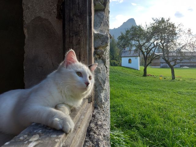 Ferienbauernhof Schwaigergut
